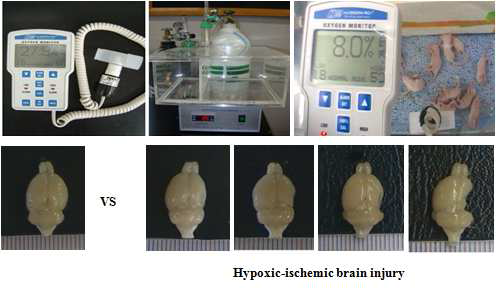 소아기 저산소-허혈성 뇌손상 동물 모델