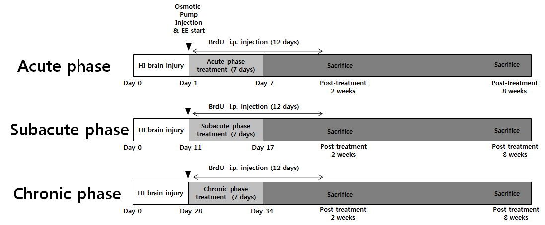 저산소 허혈성 동물 모델에서 치료 시기별 스케줄