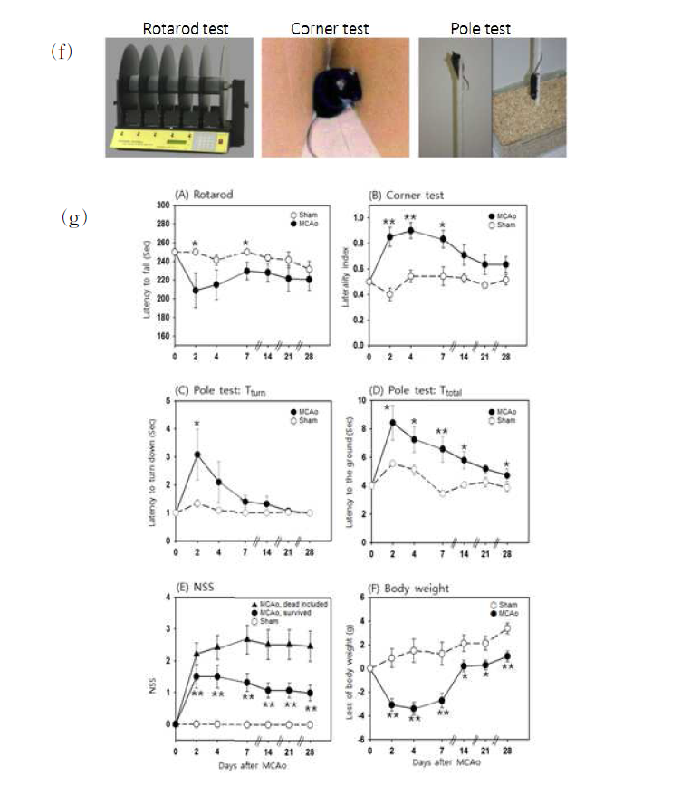 마우스 뇌졸중모델에서의 운동기능 평가지표 확립
