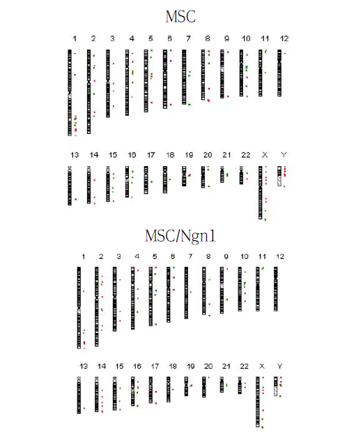 Micro CGH array를 이용한 MSC/Ngn1의 염색체 정상성 측정