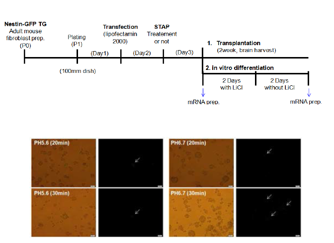 Nestin-GFP세포에 Ngn1도입후 STAP처리시 N2 배지에서 GFP 발현