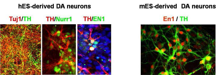 사람(왼쪽) 및 마우스(오른쪽) 배아줄기세포 유래 도파민 신경세포의 중뇌 신경세포 마커 발현 면역화학염색 결과. 주)사람 배아 줄기세포 유래 도파민 신경세포의 경우 일부 세포만이 중뇌 신경세포 마커(Nurr1, En-1)를 발현하지만, 마우스 줄기세포 유래 도파민 신경 세포는 모든 세포가 중뇌 신경세포 마커(Nurr1)를 발현.