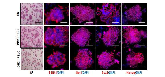 추가적으로 선별된 저분자성 물질의 처리로 ESC 와 비슷한 상태의 만능성을 지닌 역분화 줄기세포 확립
