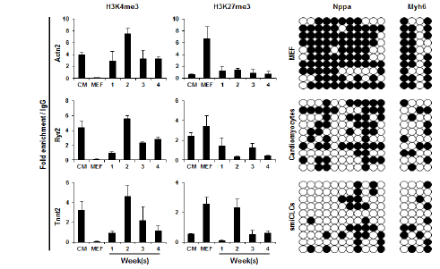 Chip assay 를 통한 Histone methylation pattern 분석 및 Bisulift reaction을 통한 DNA methylation pattern 분석