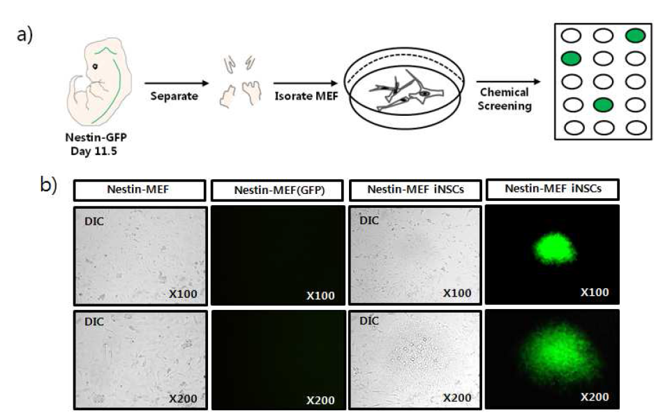 리포터세포주 (Nestin-GFP) fibroblasts를 이용한 리프로그래밍 소분자화합물의 발굴