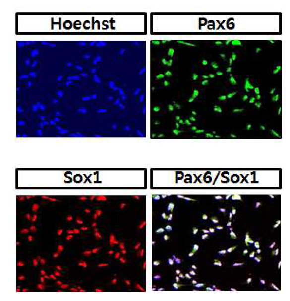대표적인 NSC의 마커를 이용하여 ciNSC를 분석한 결과 Pax6, Sox1 과 같은 초기neural markers들이 많이 발현이 됨.