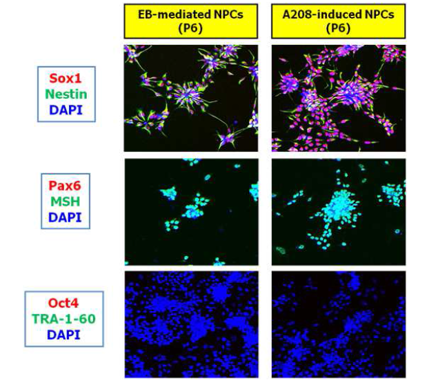 소분자화합물 (A209)에 의해 xeno-free 배지 상태에서 분화된 신경전구세포는 증식을 잘 하였으며 6 passage 배양 후 면역염색 실험을 한 결과 Sox1, Nestin, Pax6, MSH와 같은대표적인 신경전구세포 표지를 발현하고 있음. 하지만 미분화만능줄기세포의 표지인 Oct4 와 Tra1-60를 발현하는 세포는 존재하지 않음