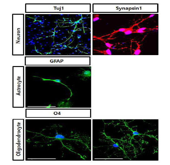 ciNPC가 in vitro에서 neuron (TUJ1+), astrocyte (GFAP+), oligodendrocyte (O4+) 로 분화됨을보아 multipotency를 가지고 있음을 증명함