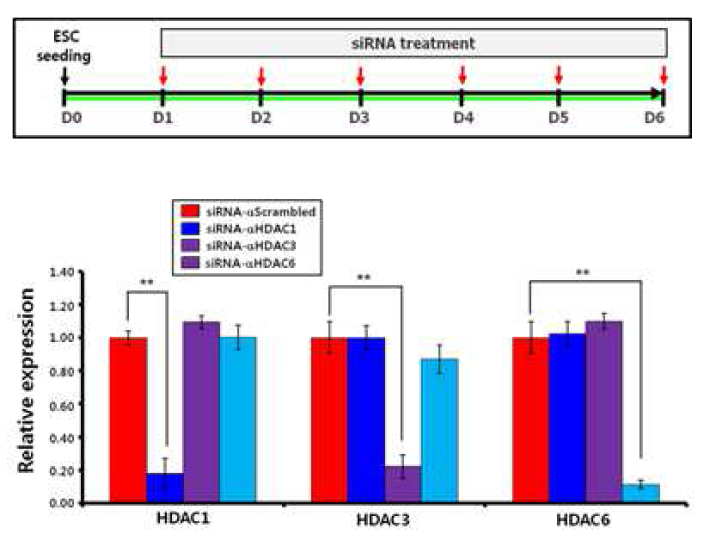 HDAC1을 siRNA로 knockdown 시켰을 때 만들어진 NPC는 역시 10번이상 계대배
