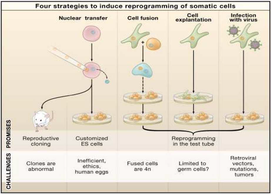 다능성 줄기세포 유도 방법 (출처: cell, 2008)