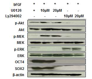 bFGF와 하위 signal 이 만능성 유전자의 발현과 연관성이 있는지 단백질 수 준에서 확인