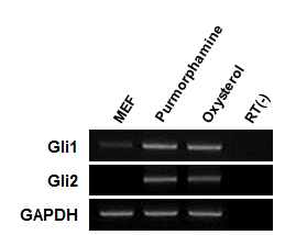 저분자성 물질이 Shh signal의 하위 signal인 Gli1과 Gli2의 발현을 유도함 을 mRNA 수준에서 확인