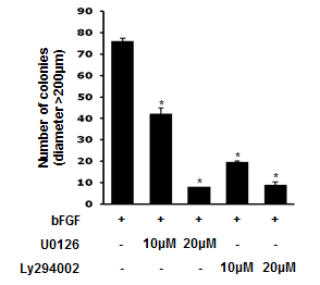 bFGF와 하위 signal 이 역분화 줄기세포의 유도 효율과의 연관성이 있는지 colony 생성 수로 확인