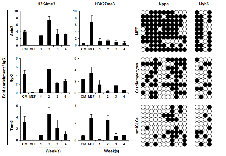 Chip assay 를 통한 Histone methylation pattern 분석 및 Bisulifte reaction을 통한 DNA methylation pattern 분석