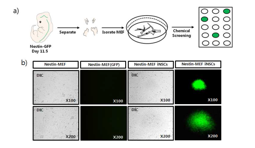 리포터세포주 (Nestin-GFP) fibroblasts를 이용한 리프로그래밍 소분자화합물의 발굴 a) Nestin-GFP 생쥐의 MEF (mouse embryonic fibroblast)를 embryonic day 11.5에서 prep. 하였음 b) 소분자화합물 스크리닝을 통하여 A208이라는 chemical이 포함된 화합물 칵테일을 처리했을 때 GFP 형광이 보이는 세포 덩어리 (cell clump)들이 생성됨