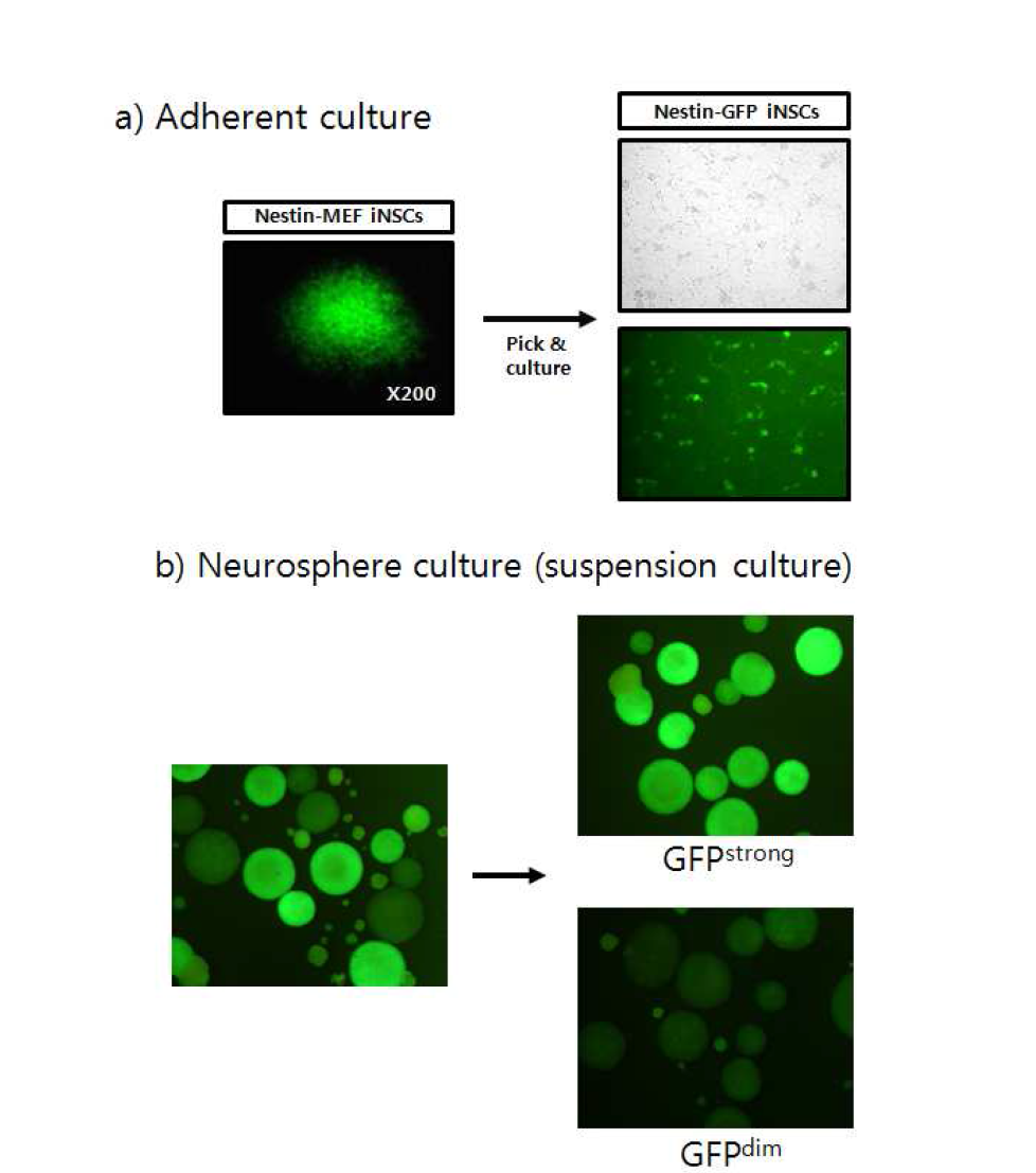 리프로그래밍 소분자화합물에 의해 생성된 chemically induced neural stem cells (ciNSCs) (GFP+ cells)의 배양 a) GFP+ 세포 덩어리 (cell clump)들을 pick 하여 single cell 형태로 분리 후 adherent 배양 을 했을 때의 세포 모습 b) GFP+ 세포 덩어리 (cell clump)들을 pick 하여 neurosphere 형태로 부유배양을 했을 때의 모습