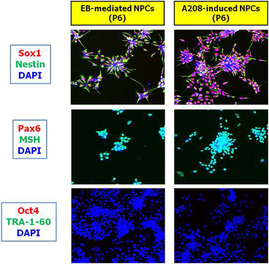 소분자화합물 (A209)에 의해 xeno-free 배지 상태에서 분화된 신경전구세포는 증식을 잘 하였으며 6 passage 배양 후 면역염색 실험을 한 결과 Sox1, Nestin, Pax6, MSH와 같은 대표적인 신경전구세포 표지를 발현하고 있음.