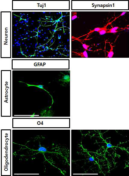 ciNPC가 in vitro에서 neuron (TUJ1+), astrocyte (GFAP+), oligodendrocyte (O4+)로 분화됨을보아 multipotency를 가지고 있음을 증명함.