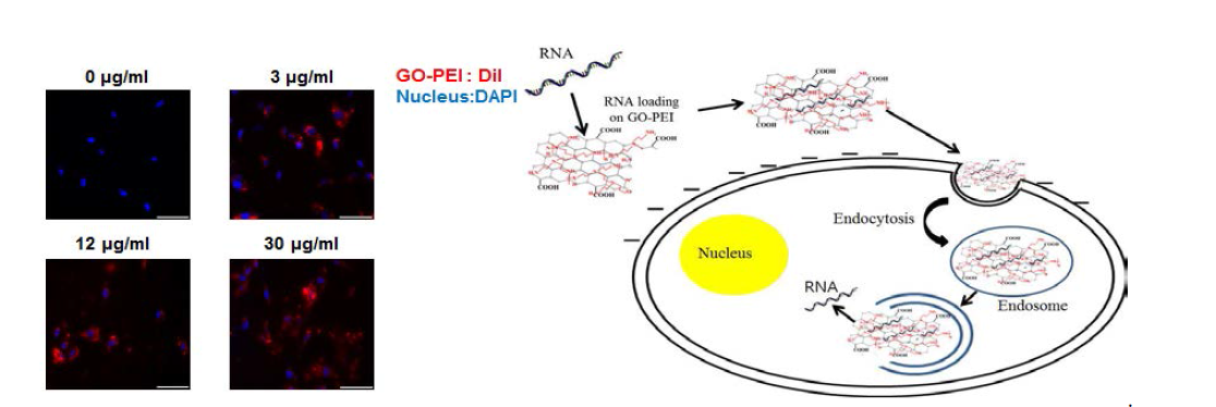 GO-PEI 나노복합체와 결합한 RNA의 세포내로의 전달 가능성 검증