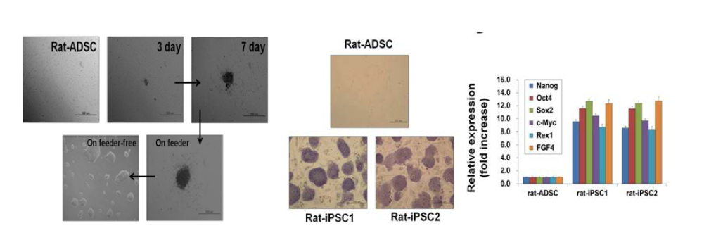 RNA 기반 유도 만능 줄기세포 (induced pluripotent stem cells, iPSc)의 확립
