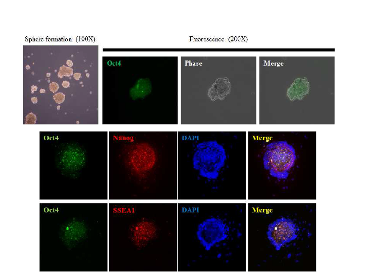 Oct4-GFP 생쥐 섬유아세포의 특정 배양조건으로 역분화 인자의 발현을 유도.