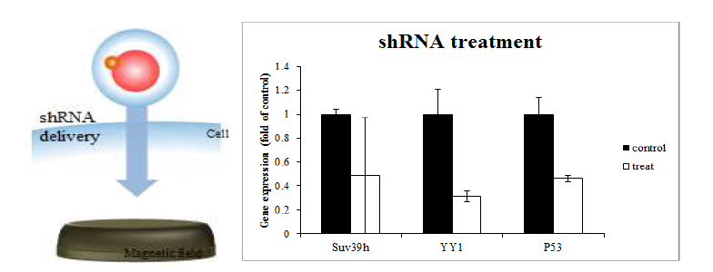 나노파티클을 이용하여 체세포에 shRNA를 전달