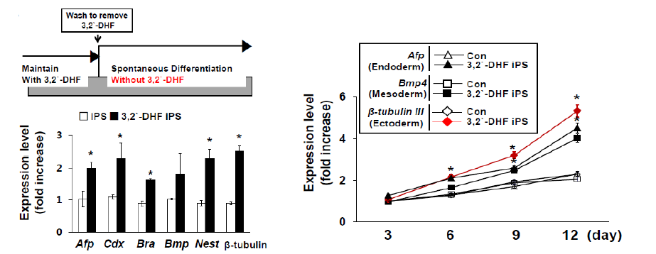 3,2􍾨-DHF 처리한 유도 만능 줄기세포의 삼배엽 분화능 및 외배엽 분화 마커 발현 증가 확인
