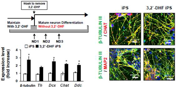 3,2?-DHF 처리한 유도 만능 줄기세포의 기능적인 운동뉴런 분화 및 마커 발현 증가 확인