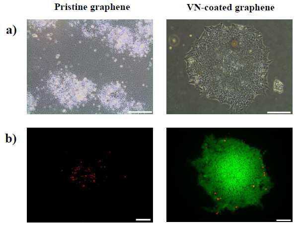 인간 배아줄기세포를 이틀간 각각 코팅되지 않은 그래핀 표면과 vitronectin이 코팅된 그래핀 표 면에서 배양 한 사진.