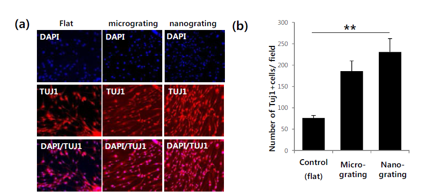 표면 패턴의 뉴런 특이적 인자 (Tuj1) 발현 향상.