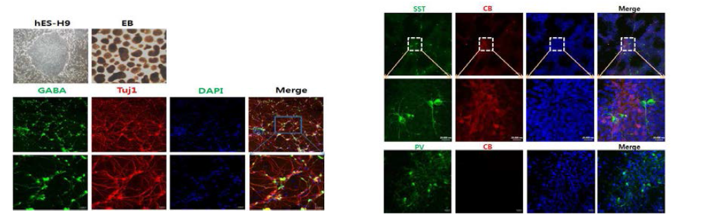 배아줄기세포(hES-H9 cell)를 GABAergic 신경세포로의 분화를 유도하였고 분화과정중 전뇌 (forebrain) GABAergic neuron 특징마커인 somatostatin, parvalbumin 발현을 확인하였음