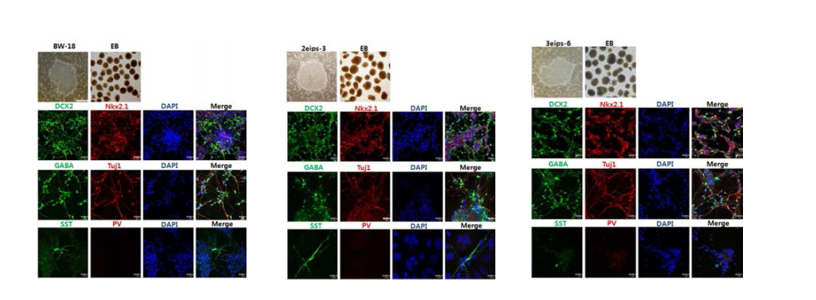 SCN1A 유전자 결함의 중증 뇌전증 환자 유래 유도만능줄기세포를 GABAergic 신경세포로 분화 킨 후 전뇌(forebrain) 특징마커 Nkx2.1/DCX2, 그리고 GABA/Tuj1, Somatostatin(SST)을 확인 하였음