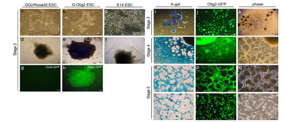마우스 배아줄기세포 (OG2/Rosa26, G-Olig2, E14)에서 유전자 조작없이 neural rosette (stage 2), neural colony (stage 3) 그리고 neural aggregate (stage 4)을 거쳐 신경줄기세포 (stage 5)를 derivation 함.