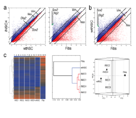 유도된 신경줄기세포의 global gene expression pattern 분석.