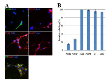 마우스 역분화줄기세포 유래 신경줄기세포의 시험관내 신경세포 분화 유도.