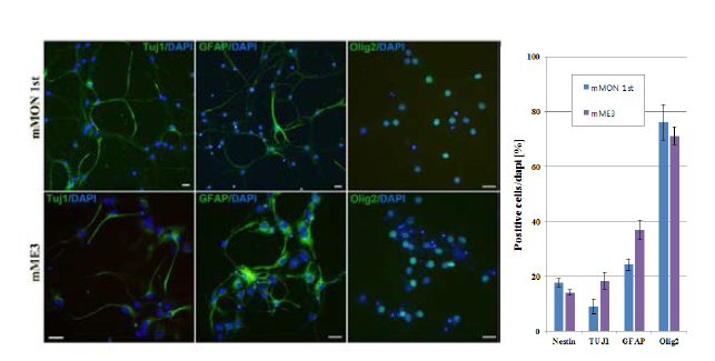 역분화줄기세포 유래 신경줄기세포 2종의 시험관내 신경세포 분화 유도.