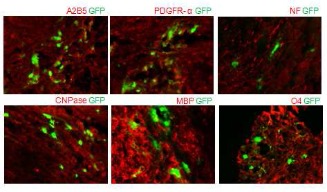 마우스의 손상된 척수조직에서 OPC 특 이적 마커단백질인 A2B5, PDGFR-a를 발현하고 CNPase, MBP, O4를 발현하는 것을 통해 미성숙 또는 성숙한 oligodendrocyte로 분화 할 수 있음을 면역형광염색법(immunohistochemistry)으로 확인.