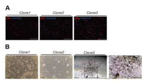 유도혈관전구세포의 기능적인 특 성을 in vitro에서 확인함.