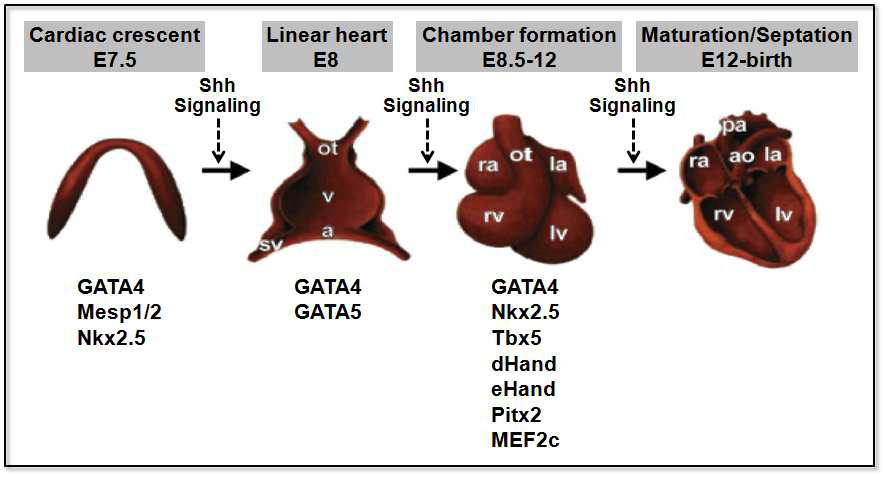 마우스 심장의 발생 과정 및 각 단계의 주요 조절 인자들