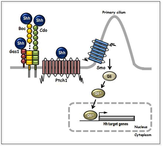 Shh 신호 전달 체계
