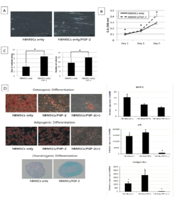 BMSC의 biologic activity에 FGF의 효과: FGF2 처치에 의해 골수 줄기세포의 생물학적 특성이 향상됨을 확인함.
