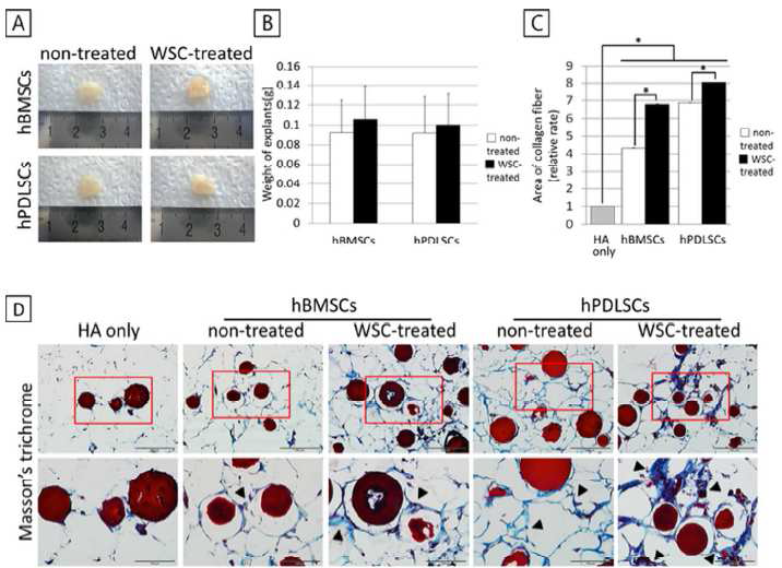 BMSC와 PDLSC의 in vivo tissue regeneration activity