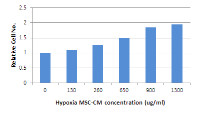 Human Fibroblast에 대한 Hyp MSC-CM의 영향