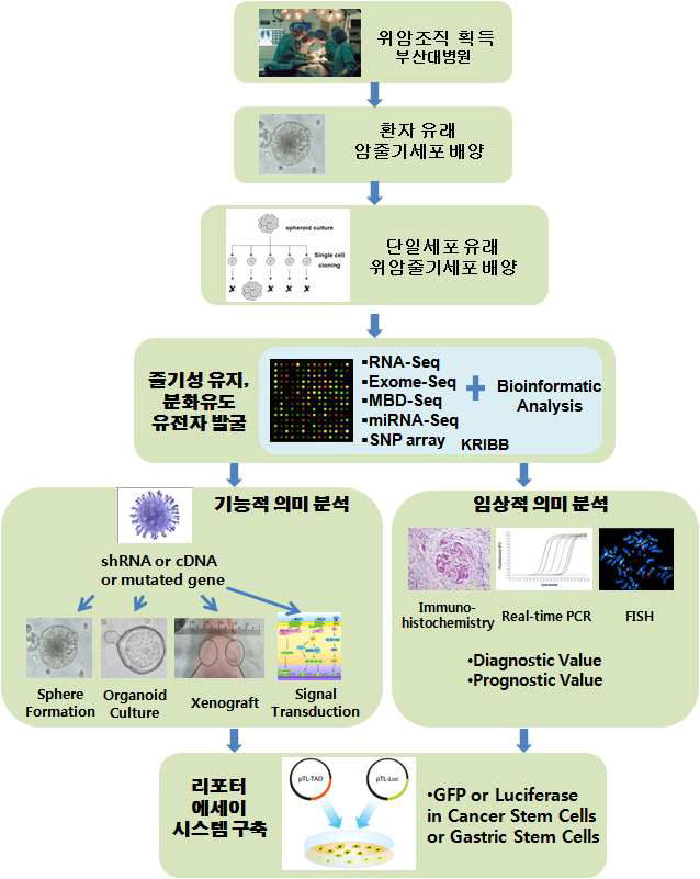 암줄기세포의 치료적 표적 발굴 전략