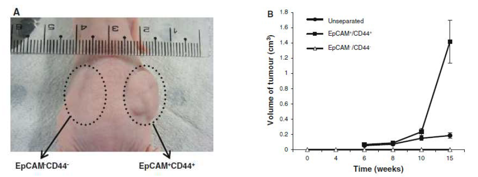 EpCAM+CD44+ 위암줄기세포가 쥐에서 암을 형성하는 능력