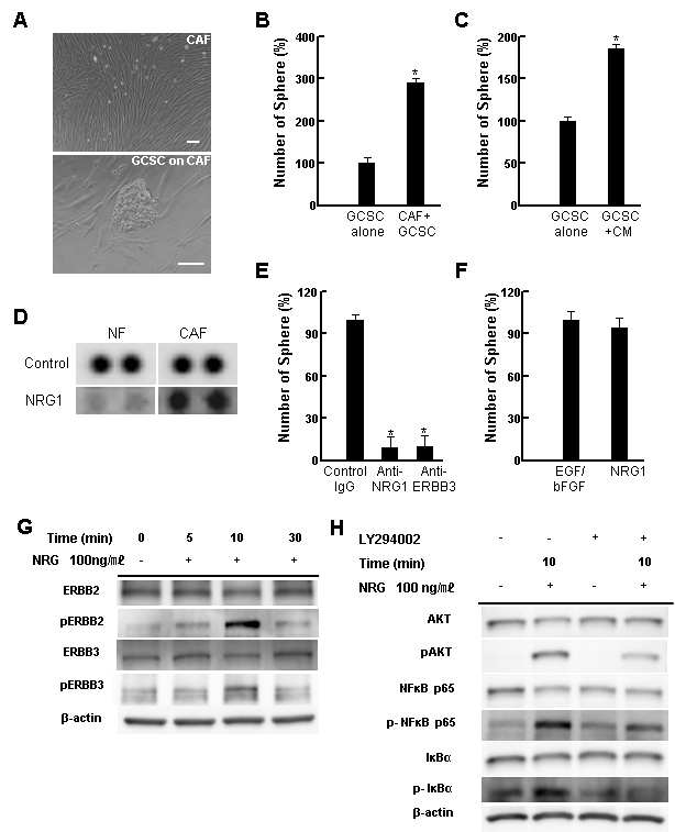 Cancer-associated fibroblasts (CAFs)에서 분비된 NRG1이 위암줄기세포의 줄기성을 증가 시킨다.