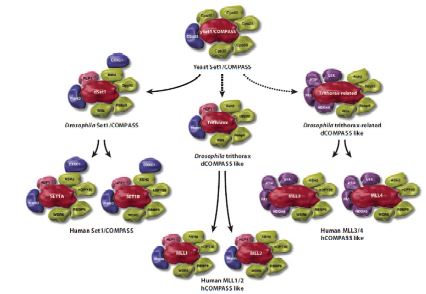 SET1/MLL Family Proteins