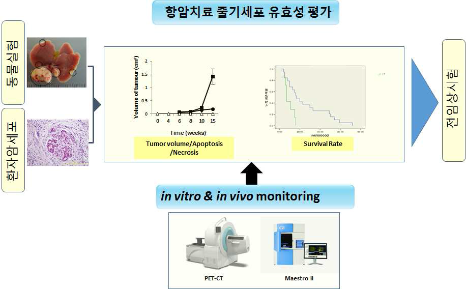 항암 줄기세포의 유효성 평가