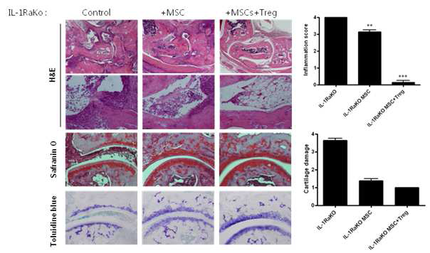 지방 유래 중간엽줄기세포와 면역 조절 T 세포 동시 주입에 의한 골파괴 억제효과 관찰