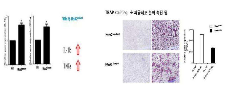Htra2 mutant에 의한 염증성 사이토카인 발현 증가와 파골세포 분화 촉진